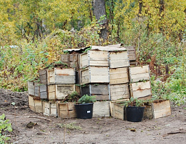 Десять тысяч деревьев высадили в одном из лесничеств Алтайского края