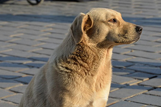 Вопросы отлова и содержания безнадзорных животных обсудили в Барнауле депутаты и общественники