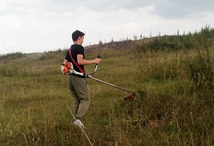 В пригороде Барнаула уничтожили два участка дикорастущей конопли 