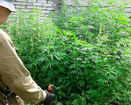 В Барнауле уничтожили еще 20 тысяч квадратных метров дикорастущей конопли