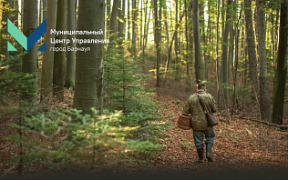 Барнаульцам напоминают, как вести себя, если заблудились в лесу