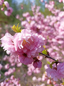 Барнаульский дендрарий открыли для посещения