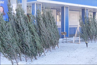 15 декабря в Барнауле массово откроются елочные базары