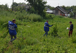 Состоялся рейд по уничтожению дикорастущей конопли в Барнауле