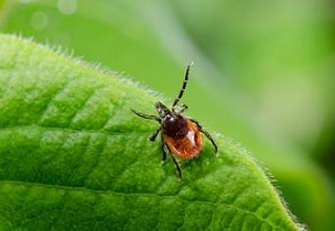 Пик активности клещей в Алтайском крае прогнозируется в мае