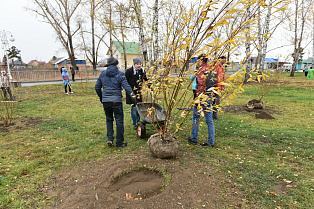 В Барнауле продолжают высаживать деревья