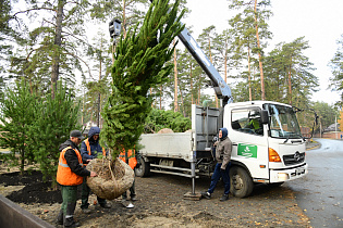 Осеннюю посадку деревьев и кустарников ведут в столице Алтайского края