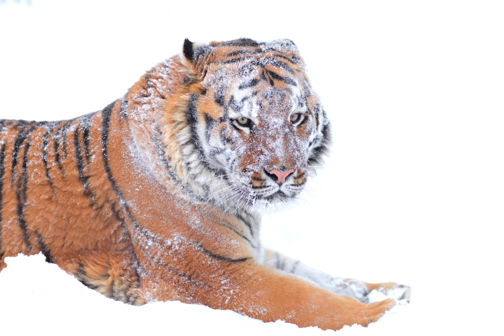 Автор фото: Евгений Доманов