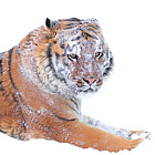 Автор фото: Евгений Доманов loading=