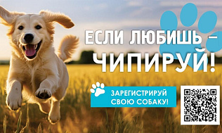 В парке «Изумрудный» провели рейд по проверке  маркирования и регистрации домашних собак