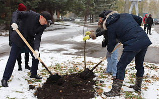 В Ленинском районе Барнаула высадили деревья в рамках месячника осенней санитарной очистки