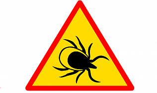 Как вести себя в период активности клещей