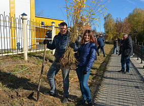 Шаровидные ивы украсят историческую часть Барнаула