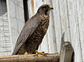В Барнауле выпустят в дикую природу краснокнижных соколов, выращенных в питомнике АлтГУ