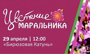 Праздник «Цветение маральника» откроет летний туристический сезон в Алтайском крае