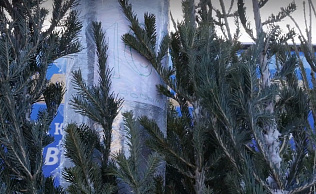 Барнаульцам после праздников предлагают сдать новогодние елки для вторичного использования