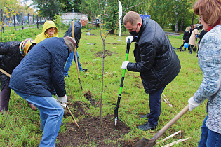 Молодые деревья высадили на территории барнаульской больницы №5 
