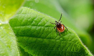 Барнаульцев предупреждают о начале периода активности клещей