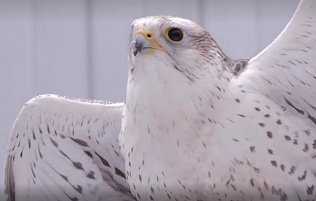 Кто живет в барнаульском питомнике редких птиц 