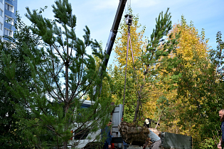В Барнауле продолжают убирать аварийные деревья