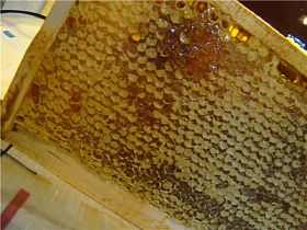 В Барнауле пройдет выставка-ярмарка «Золотой улей»