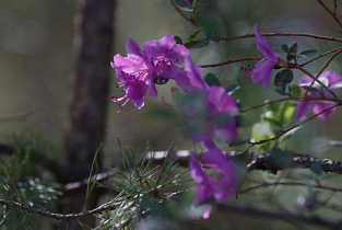В Алтайском крае праздником «Цветение маральника» открыли летний туристический сезон