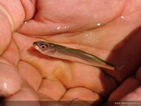 В Обь у Барнаула выпустили 20 тысяч мальков сазана