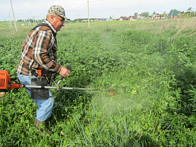 Очередные рейды  по уничтожению дикорастущей конопли провели в Барнауле 