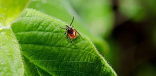 Специалисты отмечают спад активности клещей в Алтайском крае