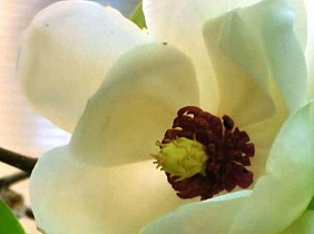 В Барнауле в ботаническом саду АлтГУ впервые зацвела магнолия