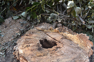 Какие деревья в действительности убирают с улиц Барнаула 