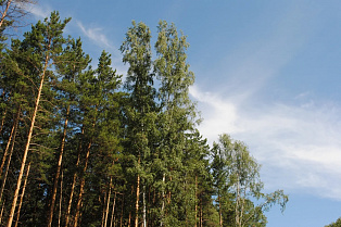 Барнаульцев приглашают принять участие во Всероссийском конкурсе «Символ охраны лесов России»