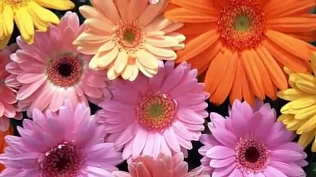 22 июля – День работника торговли