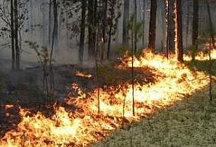 В Алтайском крае сохранится высокая степень пожароопасности