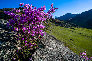 Барнаульцев приглашают на ежегодный праздник «Цветение маральника» на Бирюзовой Катуни