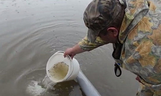 Более 20 тысяч мальков сазана выпустили в Обь у Барнаула