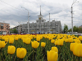 В Барнауле высадят порядка 280 тысяч однолетних растений