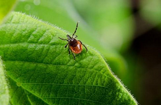 Роспотребнадзор: до сезона активности клещей еще можно пройти вакцинацию