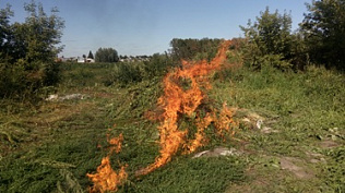 500 квадратных метров конопли уничтожили в барнаульском поселке Научный Городок