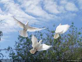 В рамках Всероссийской акции #1941ГолубьМира1945 в Барнауле отправили в полет почтовых голубей