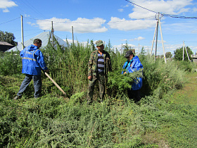 В Индустриальном районе уничтожают очаги произрастания дикорастущей конопли