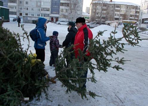 Около 400 елок для подкормки животных сдали барнаульцы в организованных пунктах приема 