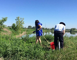 У очистных сооружений Барнаульского водоканала уничтожили пять гектаров дикорастущей конопли