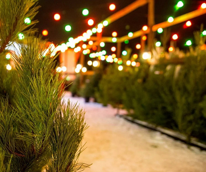 Четыре елочных базара будут работать в Центральном районе