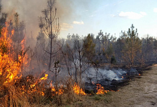 В Алтайском крае введен особый противопожарный режим