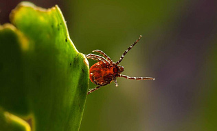 Барнаульцам рассказали, что делать и куда обращаться в случае укуса клеща