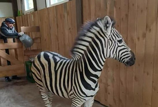 Зебра, шотландская корова и полярная волчица появились в барнаульском зоопарке «Лесная сказка»