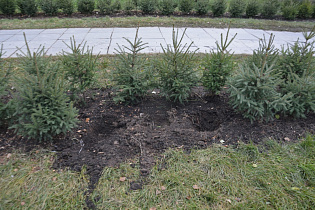 В сквере у Мемориала Славы неизвестные похитили 22 молодых елочки