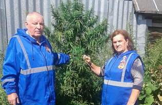 В пригородных поселках борются с зарослями конопли