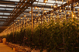 Барнаульские предприятия могут получить поддержку на создание инноваций в сфере пищевой промышленности, фармацевтики и биотехнологий